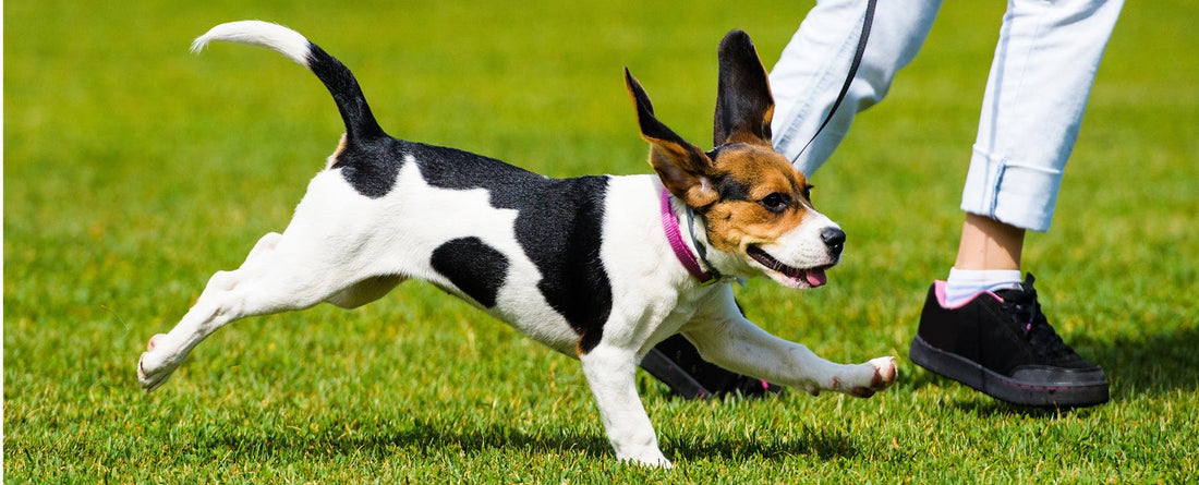 Why Is Exercise So Important For Dogs?