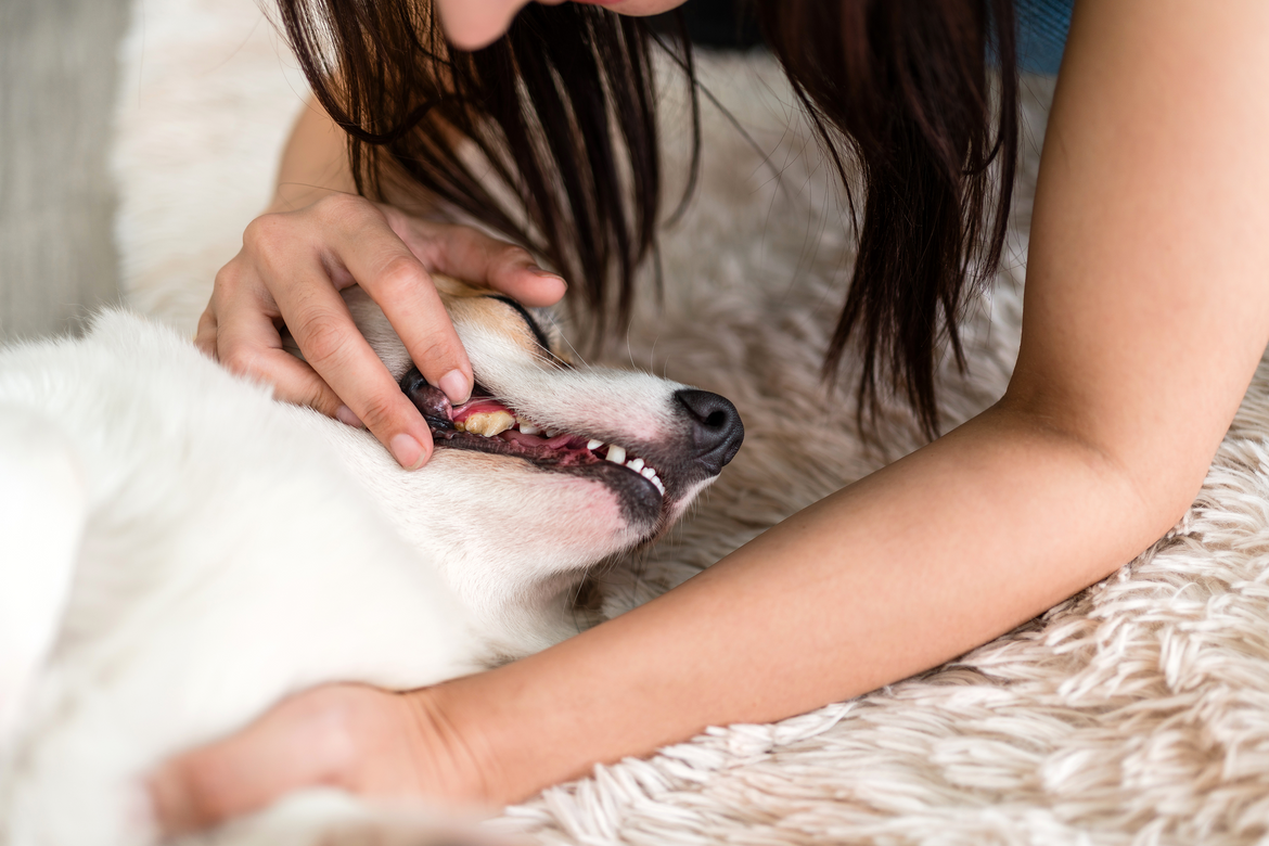 Woman checking white dog's teeth and gums on sofa