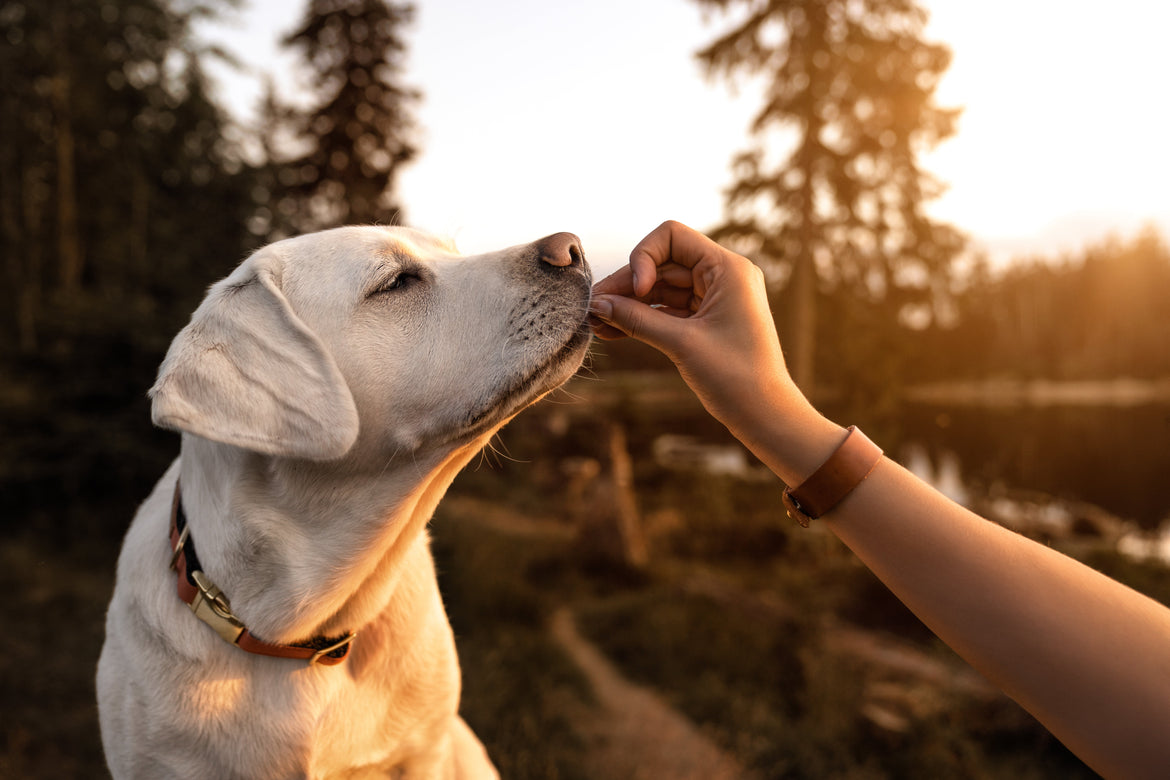 Golden eating from owners hand outside