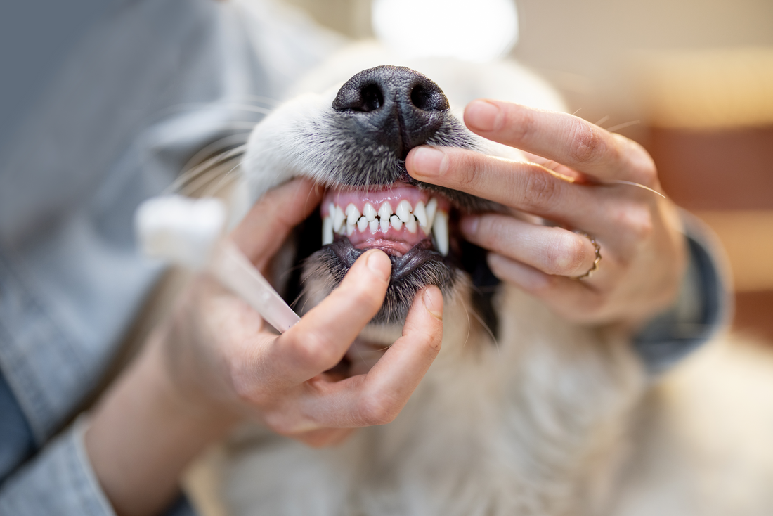 Woman opening dog's mouth to clean teeth