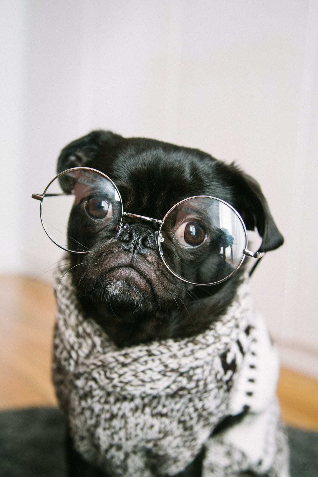 dog-wearing-glasses