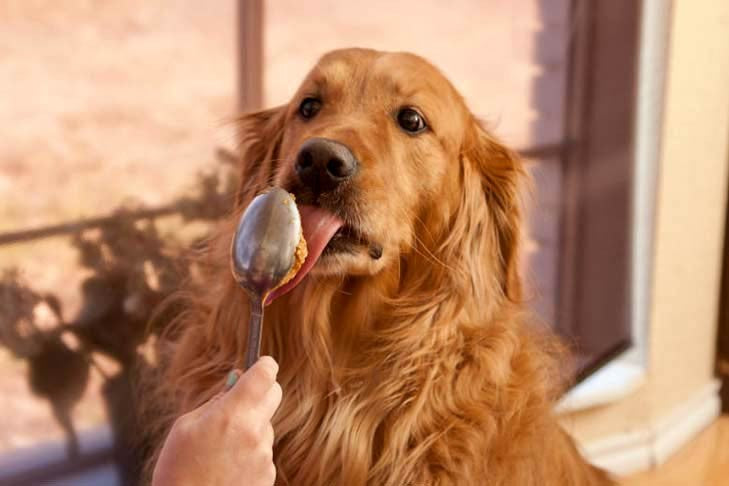 dog-eating-peanut-butter