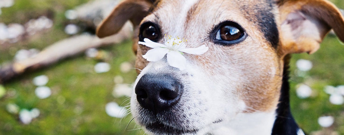 Do Dogs Get Hayfever?