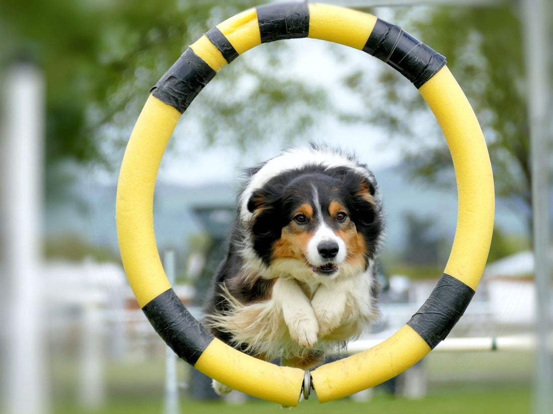 dog-jumping-exercise