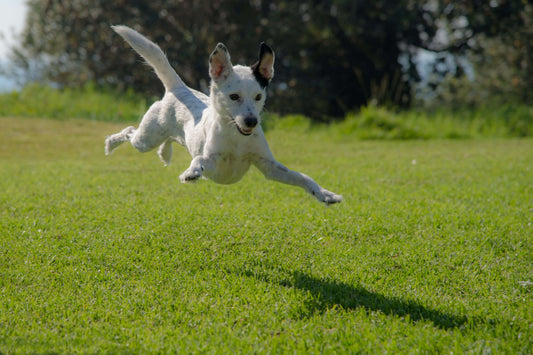 dog-jumping