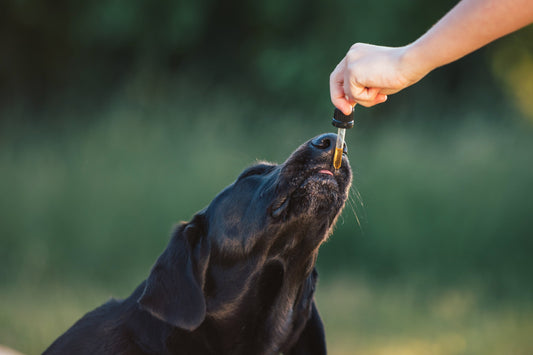 A black labrador dog being fed a liquid supplement by their owner outside.