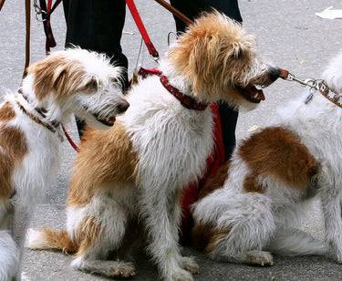 Dog walker: what it is and how to become one