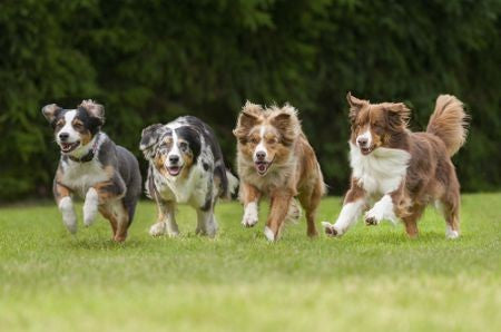 healthy-running-dogs