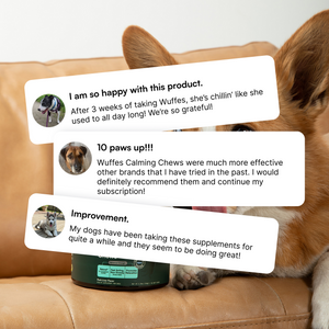 Three dog testimonials over a brown dog lying on a tan leather sofa with a green supplement container.