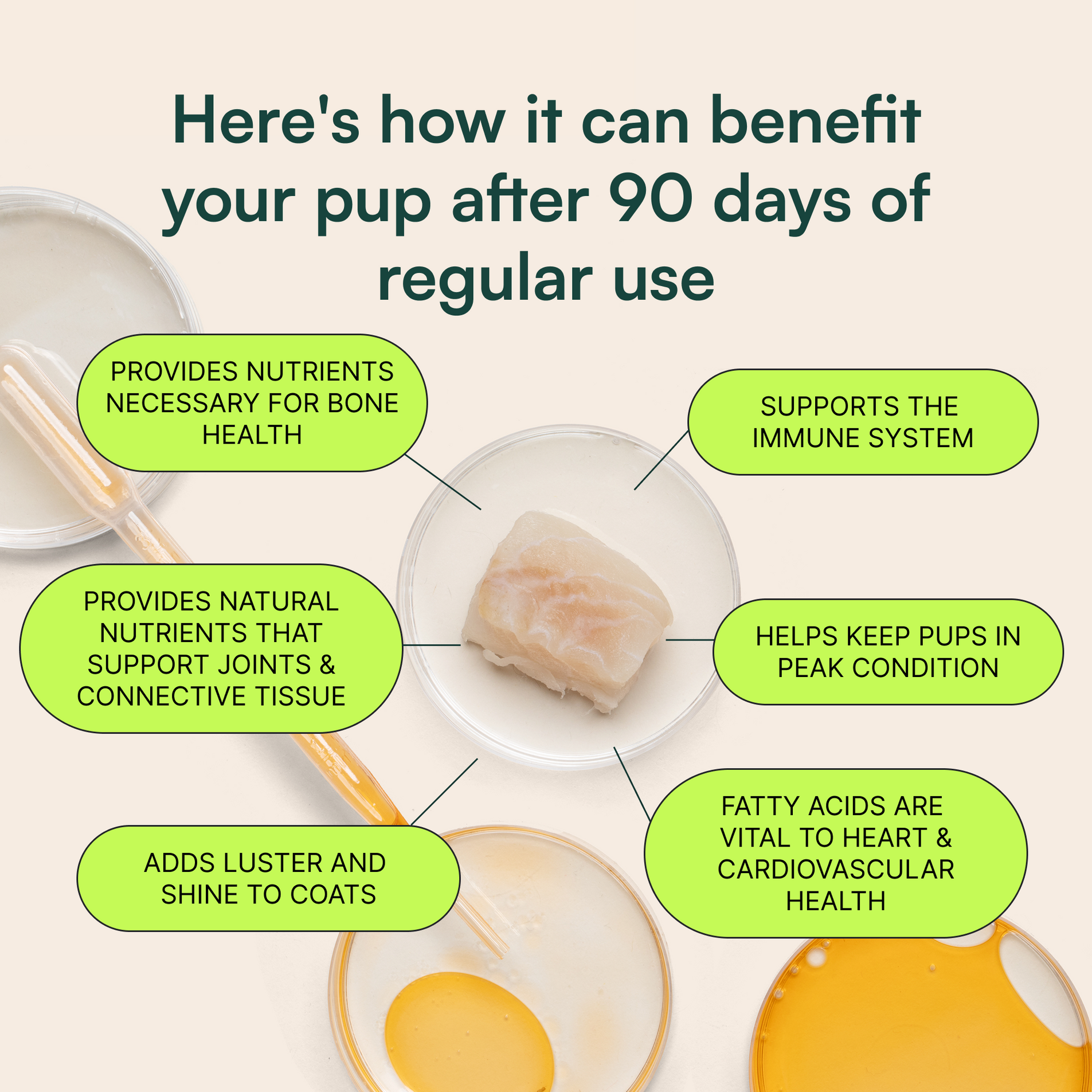 Infographic showing benefits of supplement for dogs’ bone, joint, immune, heart health and coat quality