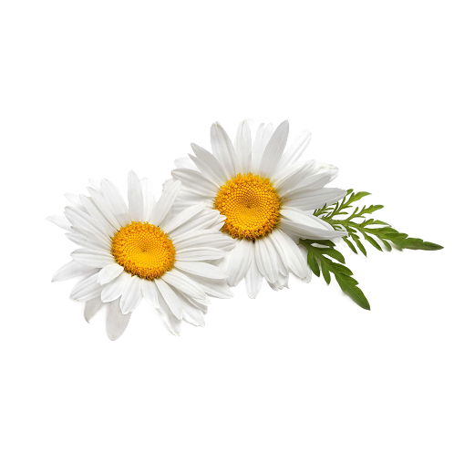 Two white daisies with yellow centers and green fern-like leaves on a white background