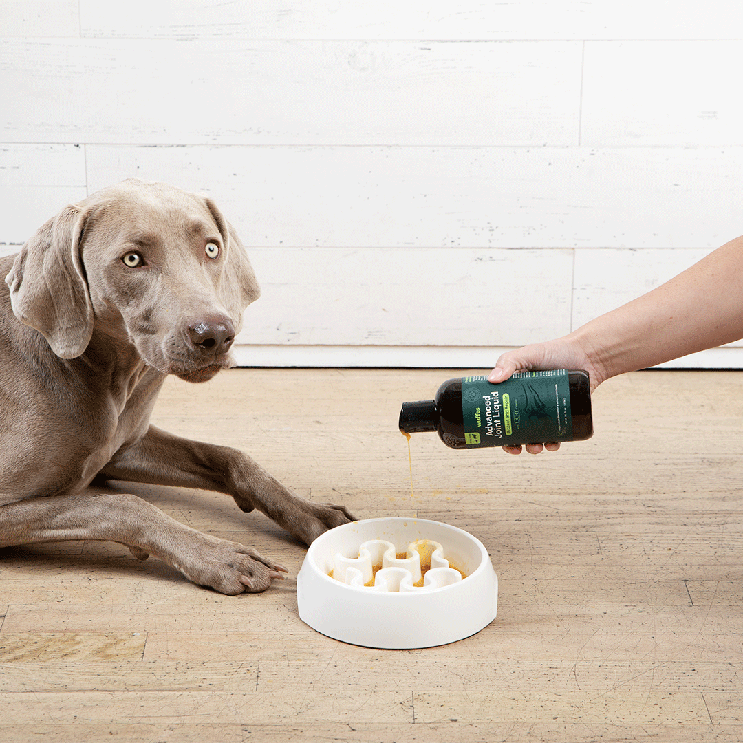 Dog lying on floor near owner pouring liquid supplement into a slow feeder bowl