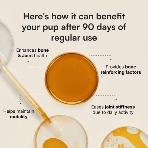 Illustration showing benefits of dog supplement for bone and joint health after 90 days use