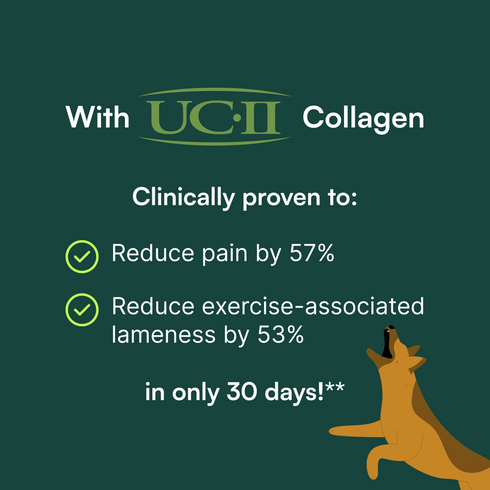 Graphic showing UC-II collagen benefits to reduce pain and lameness in dogs within 30 days