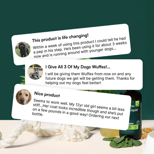 User reviews praising improvements in dogs’ mobility, coat, and overall health with supplement use.