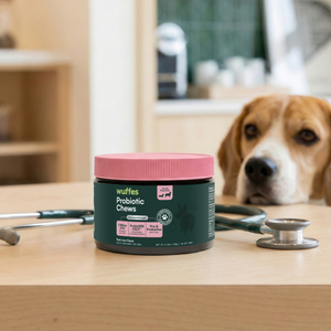 Container of Wuffes probiotic chews with stethoscope and dog looking on wooden table