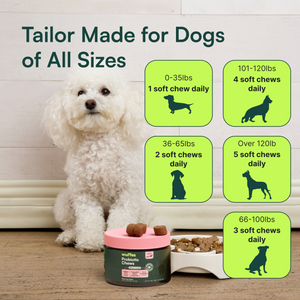 Small white dog next to dog food bowl and wuffles probiotic chews container with dosing chart