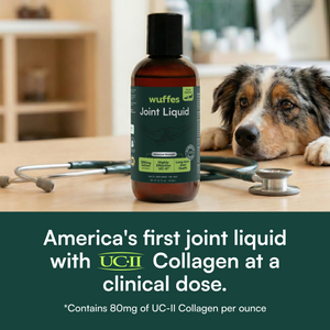 Dog joint liquid supplement bottle with stethoscope and dog resting head nearby