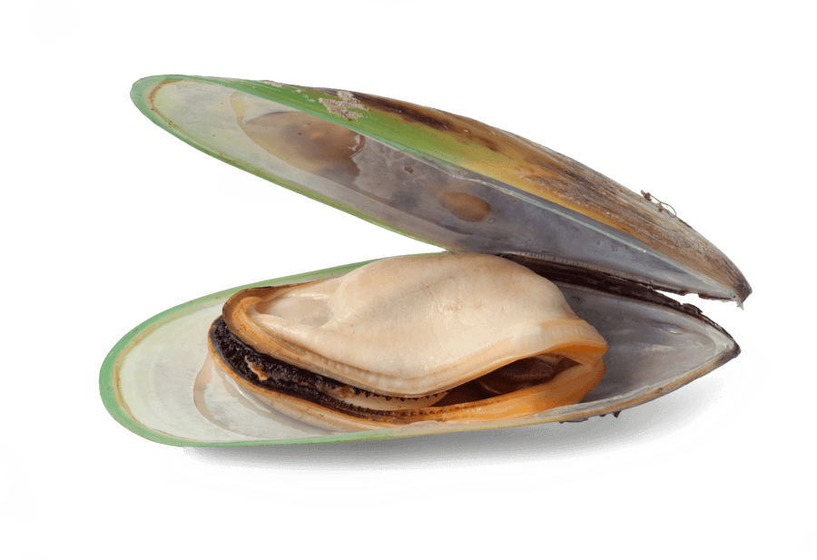 Moules Vertes