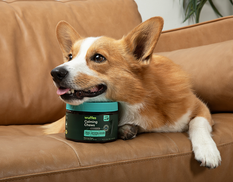 Corgi resting head on container of calming chews on a brown leather couch