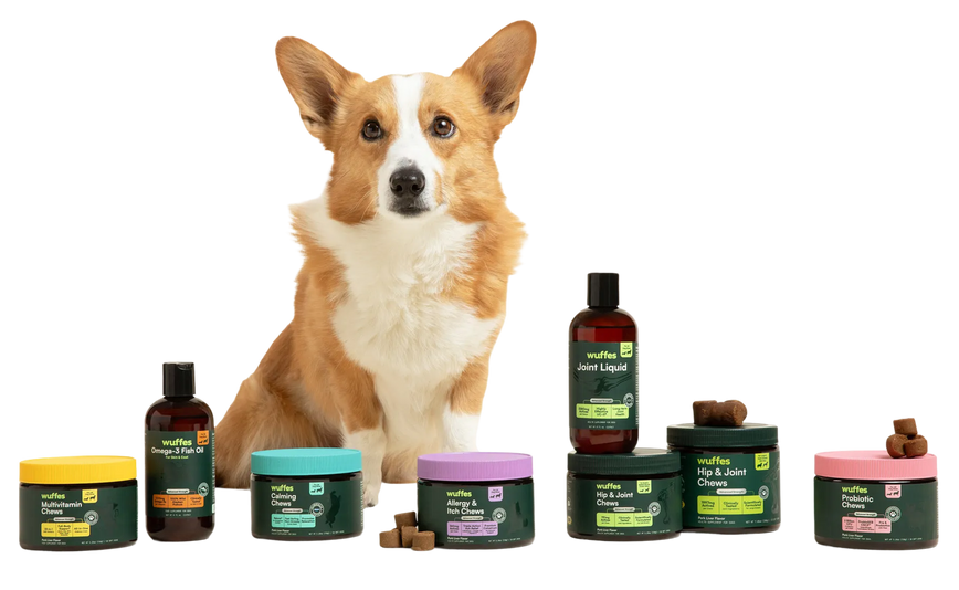 Pembroke Welsh Corgi sitting behind various dog joint supplement containers and chews on white background